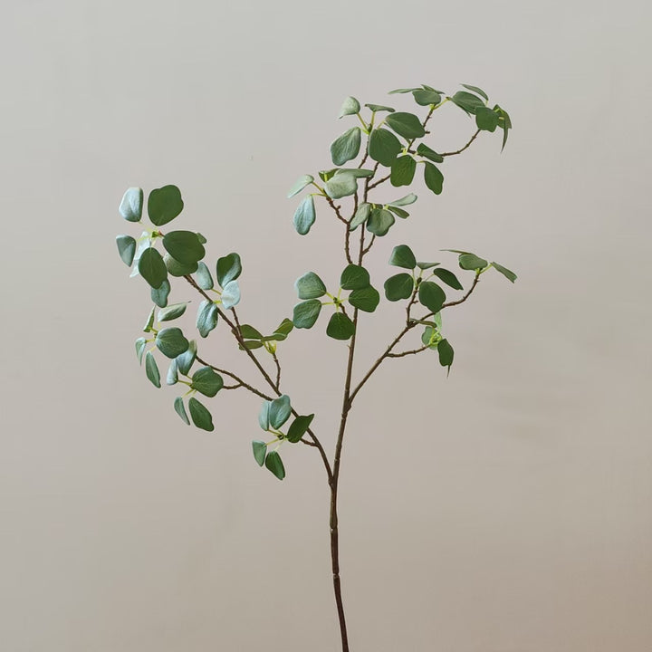 Decoratieve varen tak