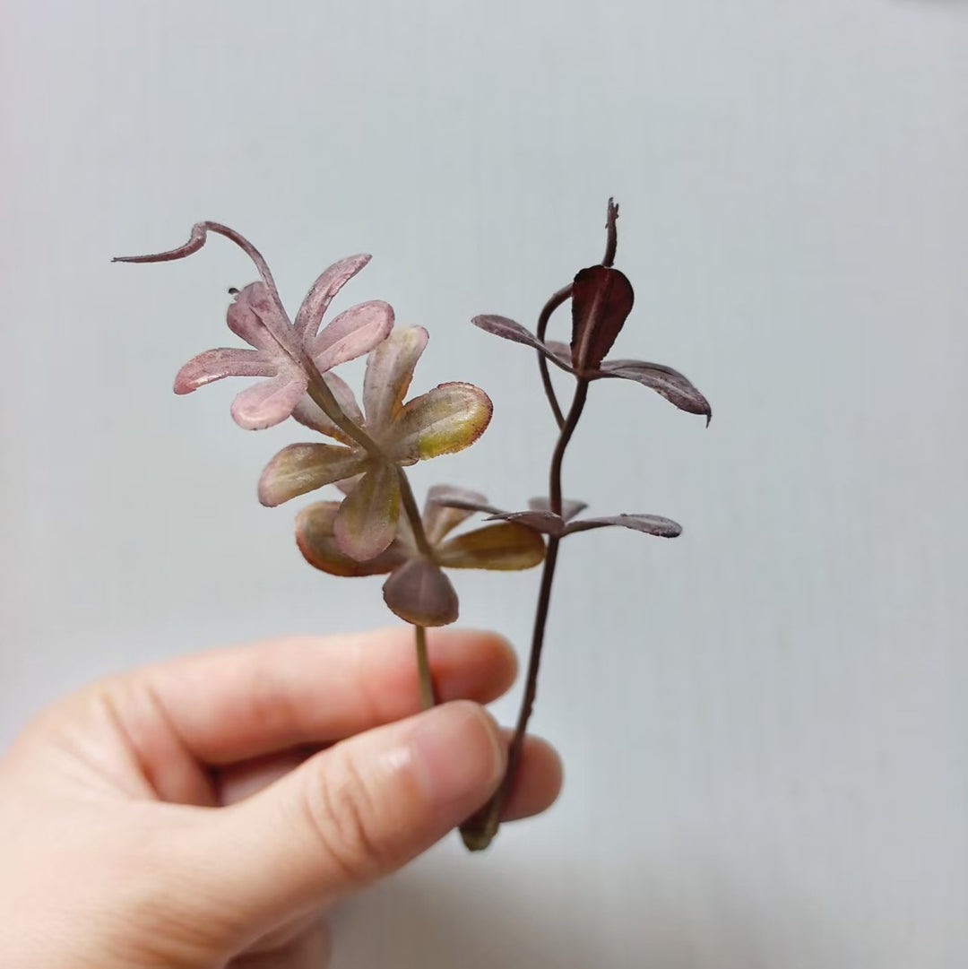 Decoratieve Succulent Arrangement