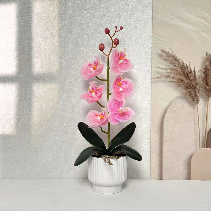 Stijlvolle Neporchidee Plant Arrangement