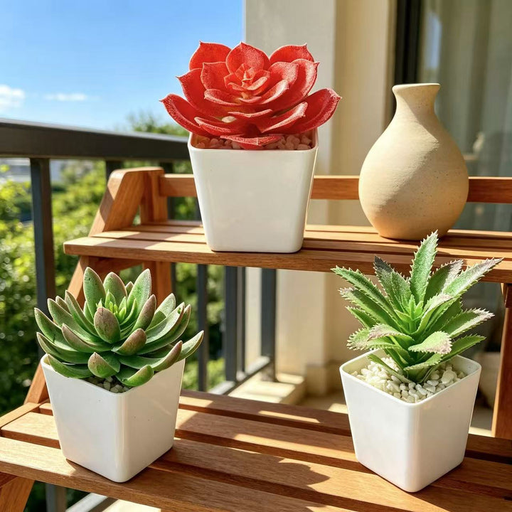 Succulente Planten Schikking