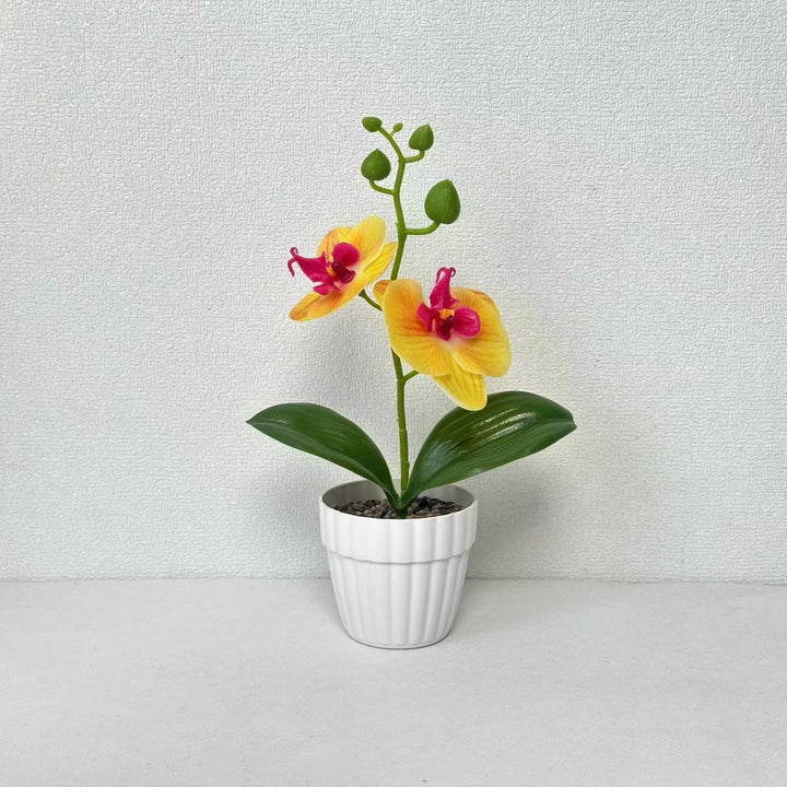 Levensechte Orchideeplant in Decoratieve Keramieken Pot voor Decor