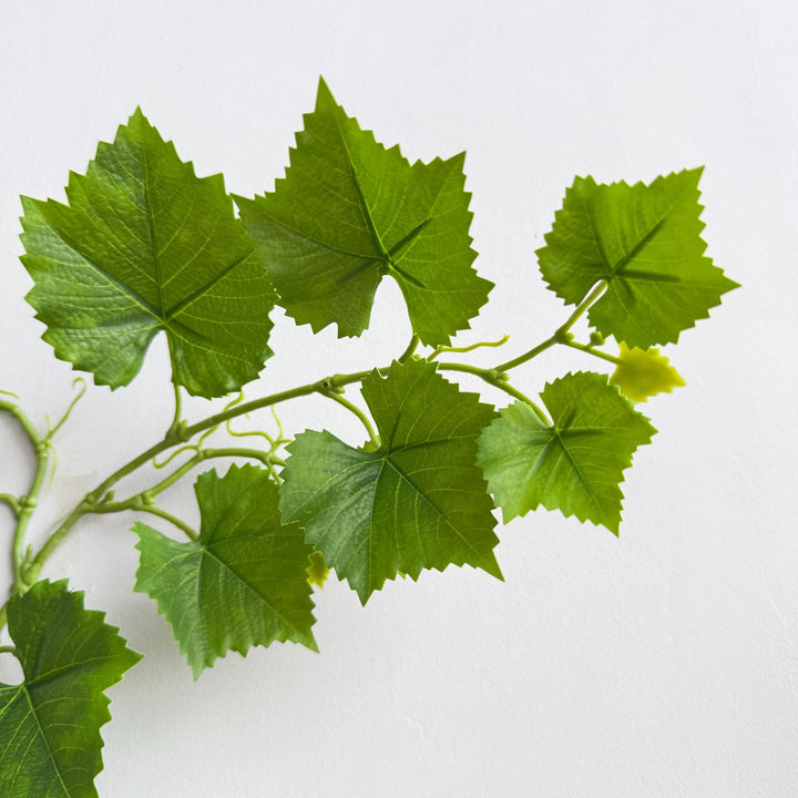 Weelderige Groene Decoratieve Wijnstok