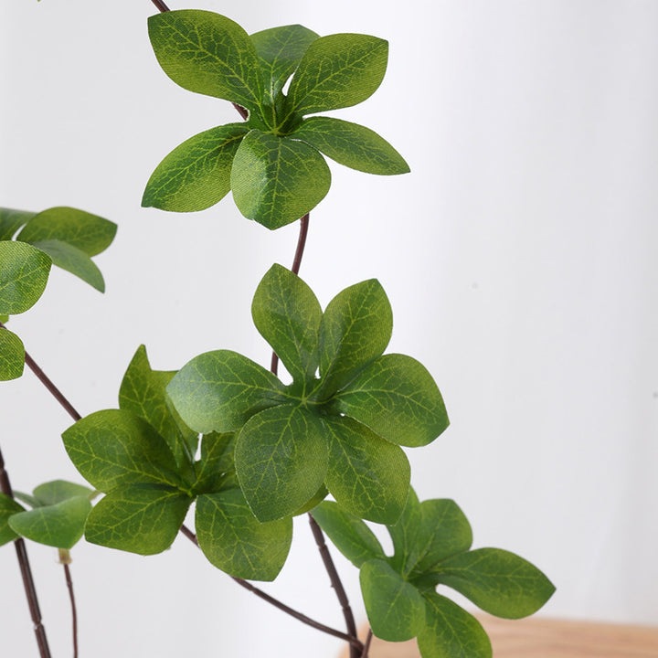 Decoratieve Groene Plant