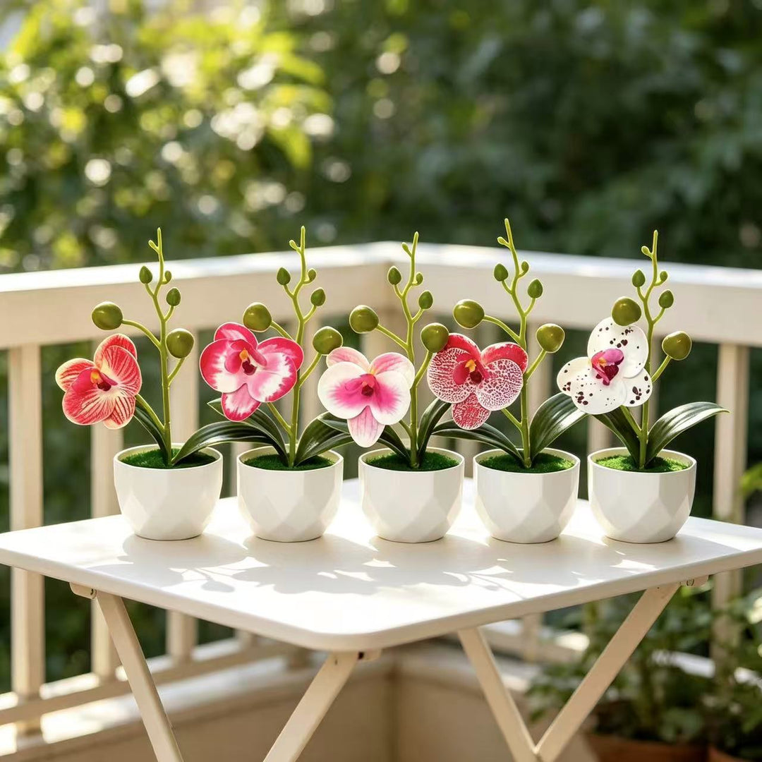 Orchidee Planten Arrangement