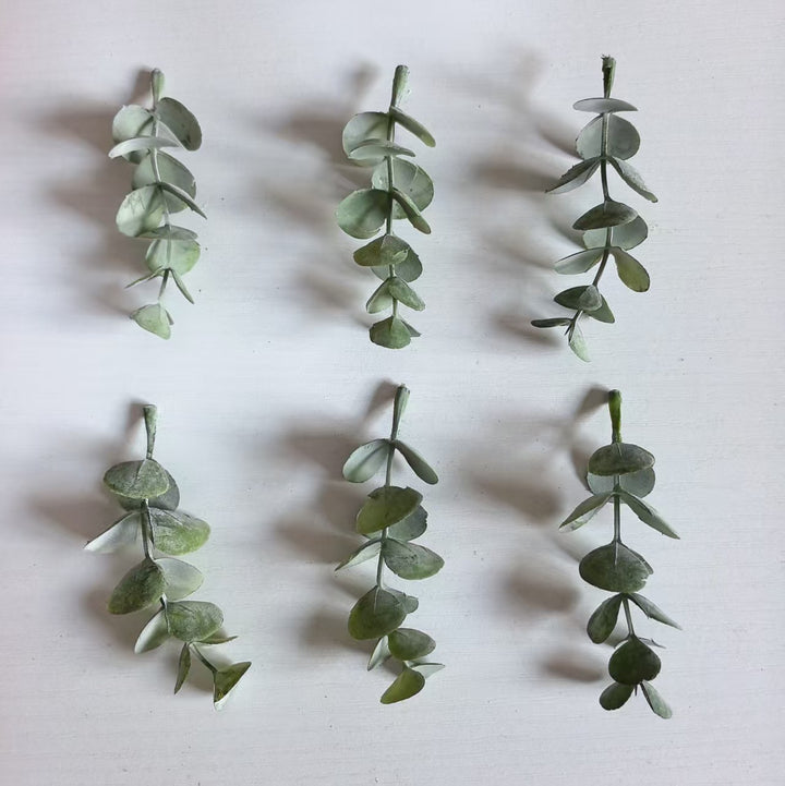 Decoratieve Eucalyptus