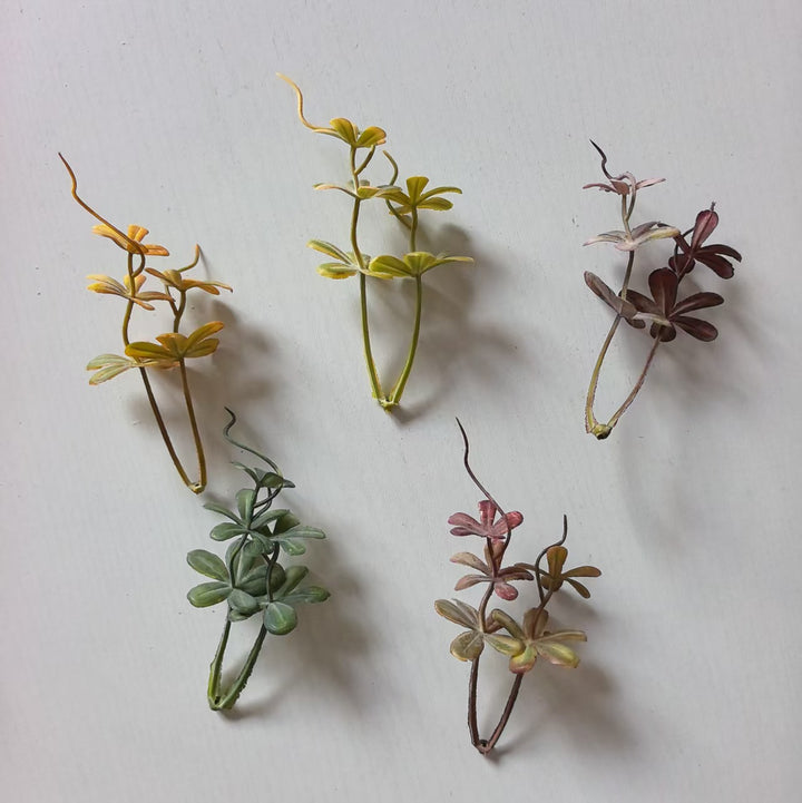 Decoratieve Succulent Arrangement