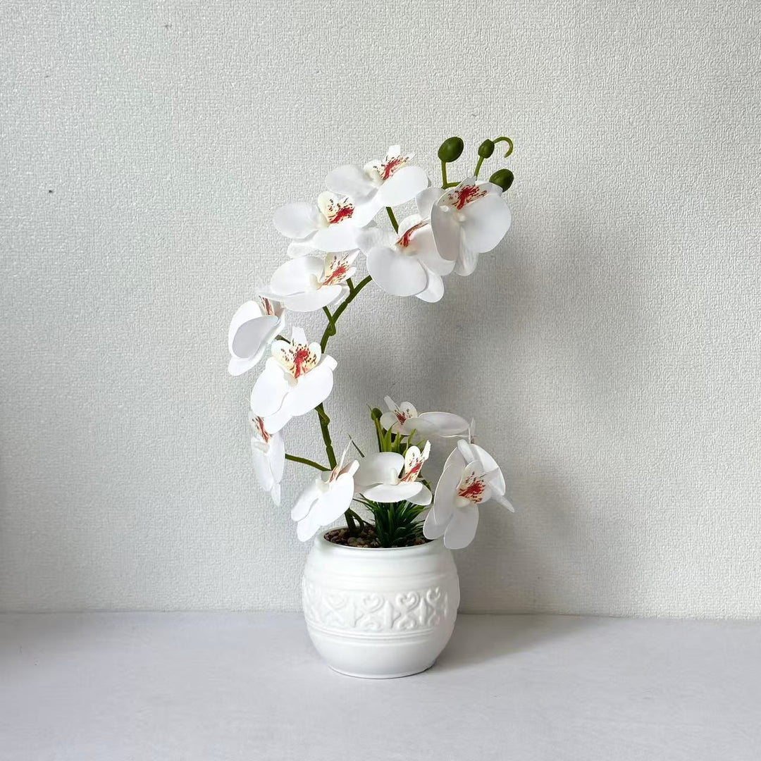 Premium Orchidee Plantenarrangement