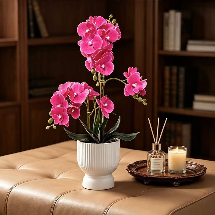 Decoratieve Orchidee Planten Arrangement 1790480695 voor Decor