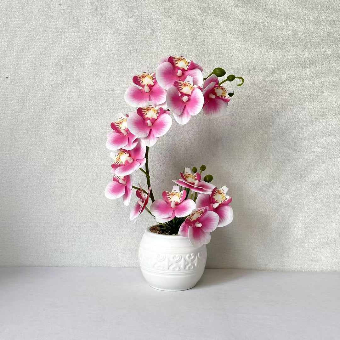 Premium Orchidee Plantenarrangement