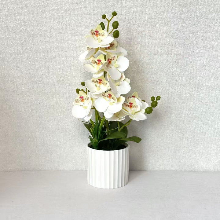 Realistische Binnen Orchidee Planten Arrangement