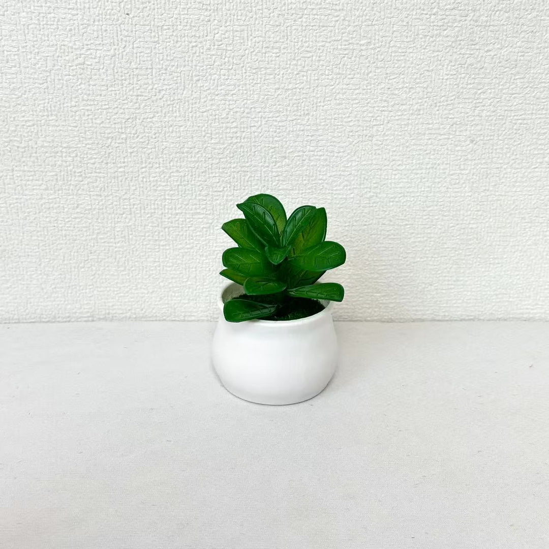 Succulente Plant in Modern Ceramic Pot