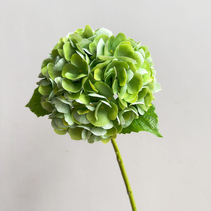 Levensechte Hortensia Steel