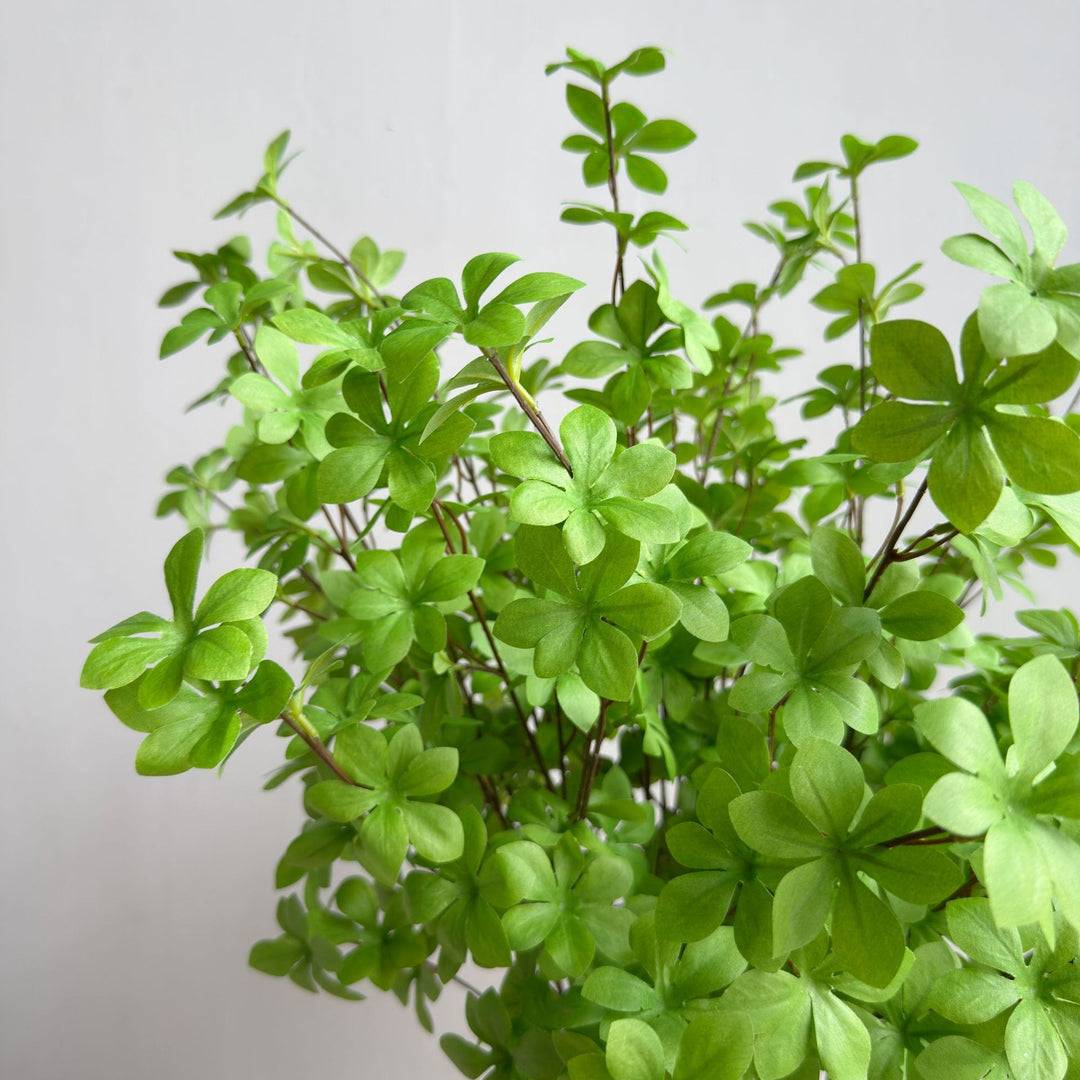 Elegante Decoratieve Plant
