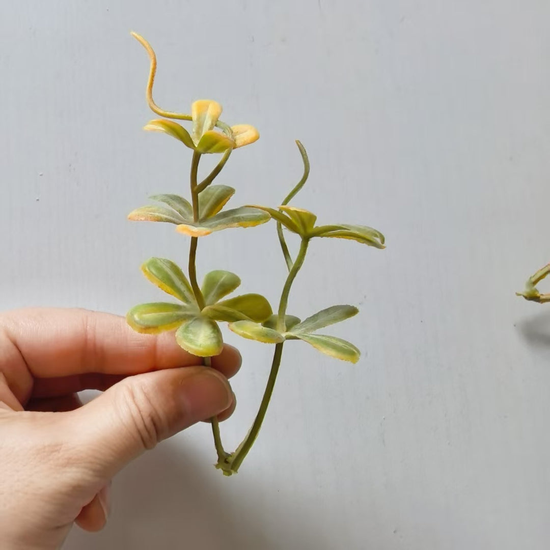 Decoratieve Succulent Arrangement