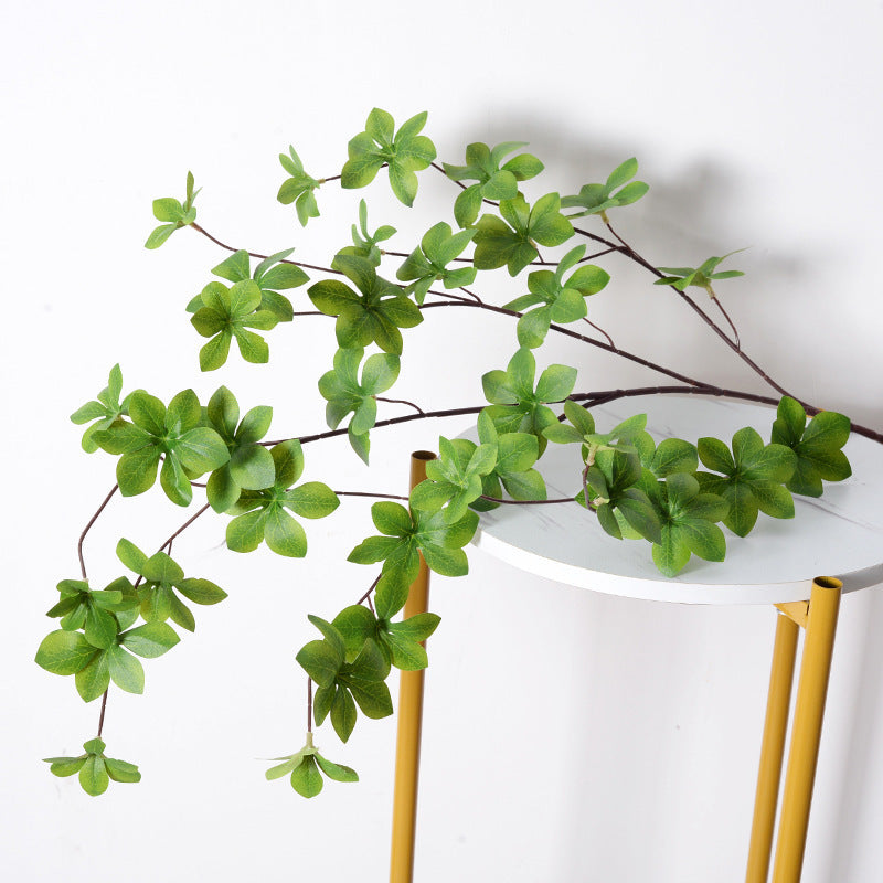 Decoratieve Groene Plant