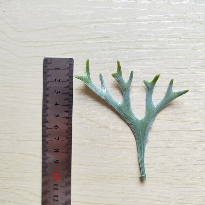 Decoratieve Botanische Bladsteel