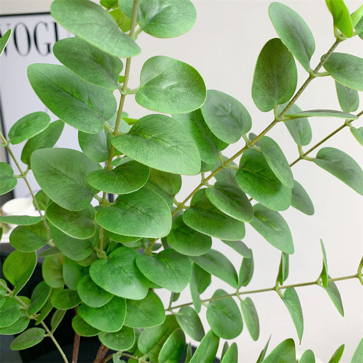 Decoratieve Eucalyptus Tak