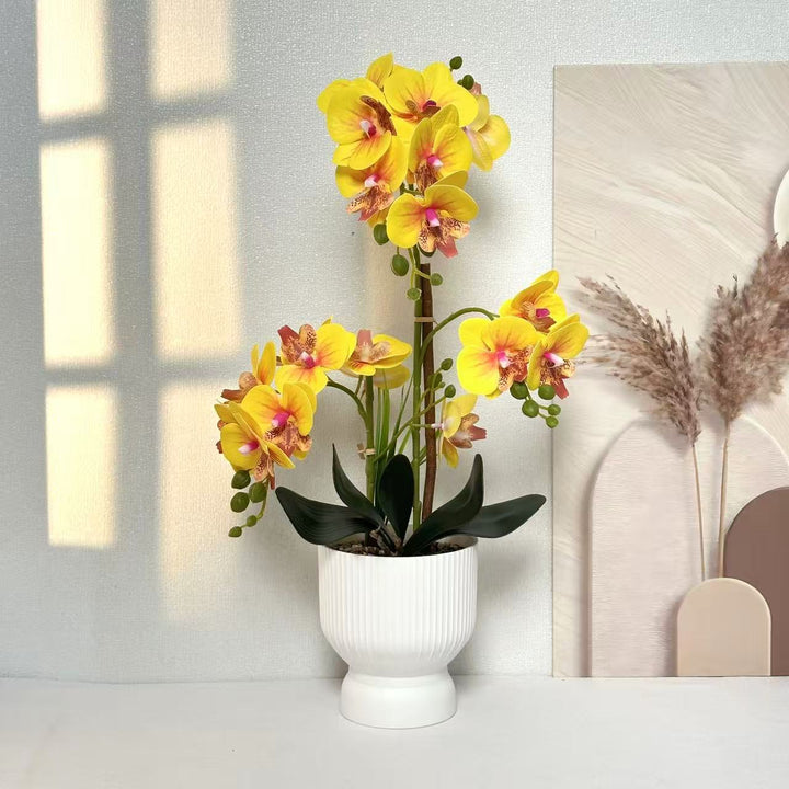 Decoratieve Orchidee Planten Arrangement 1790480695 voor Decor