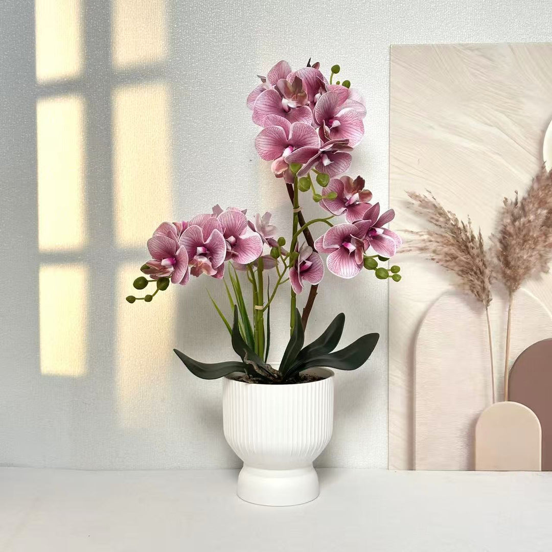 Decoratieve Orchidee Planten Arrangement 1790480695 voor Decor