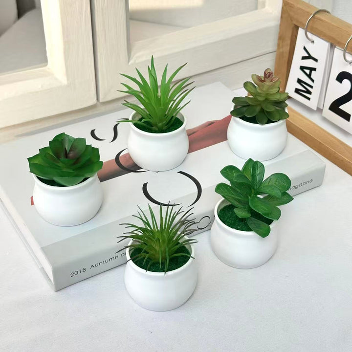Succulente Plant in Modern Ceramic Pot