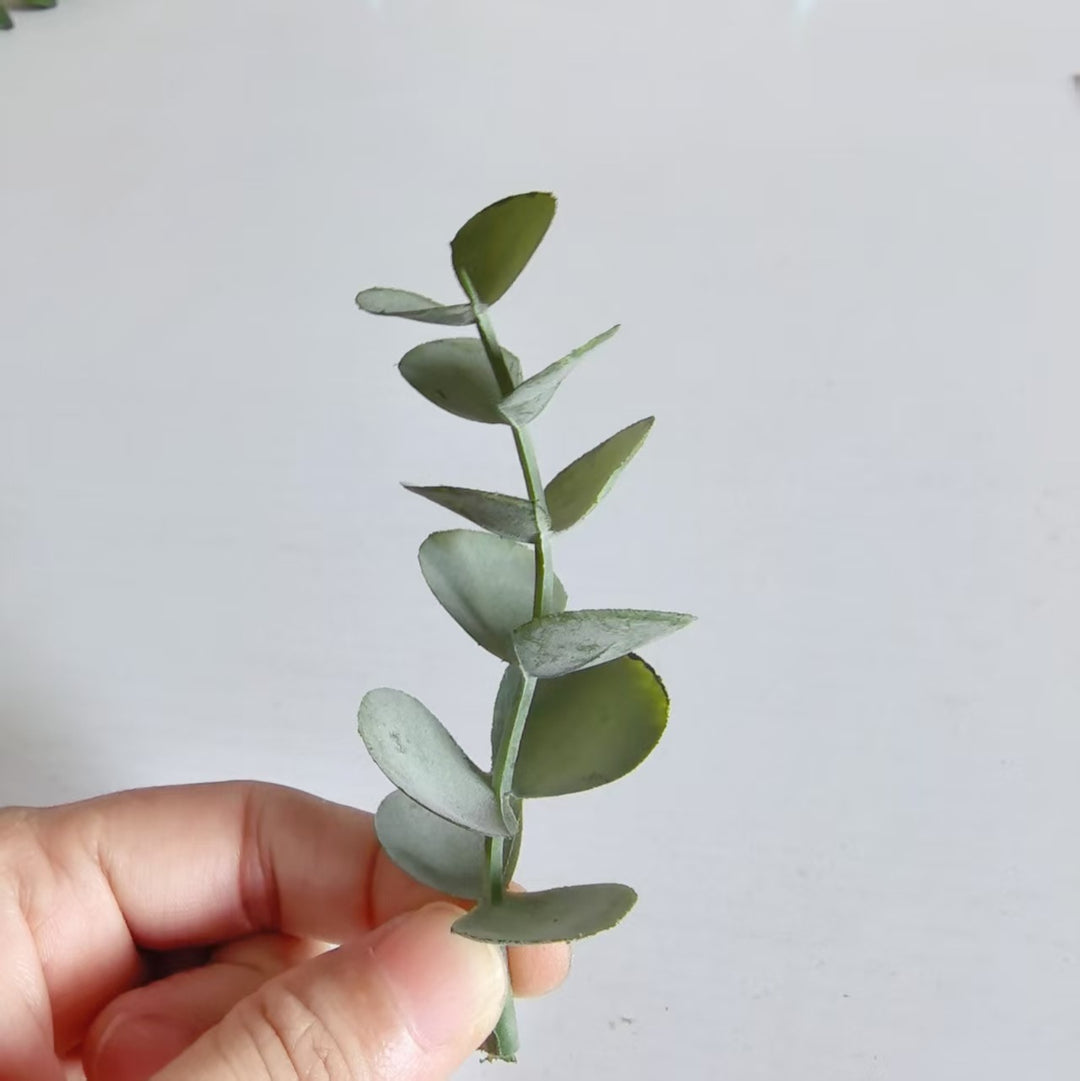 Decoratieve Eucalyptus