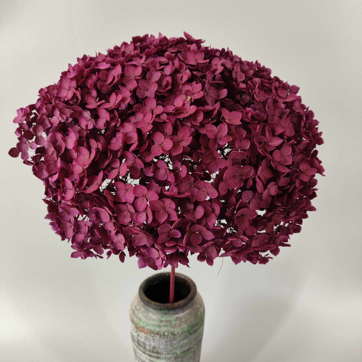 Drogede Bloemenbloemblaadjes