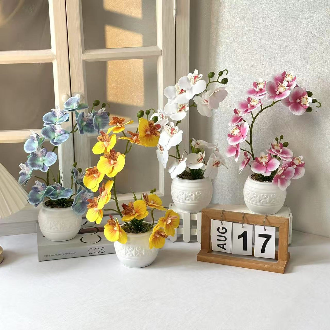 Premium Orchidee Plantenarrangement