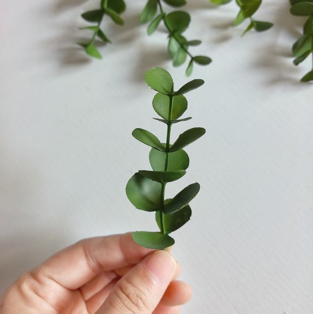 Decoratieve Eucalyptus