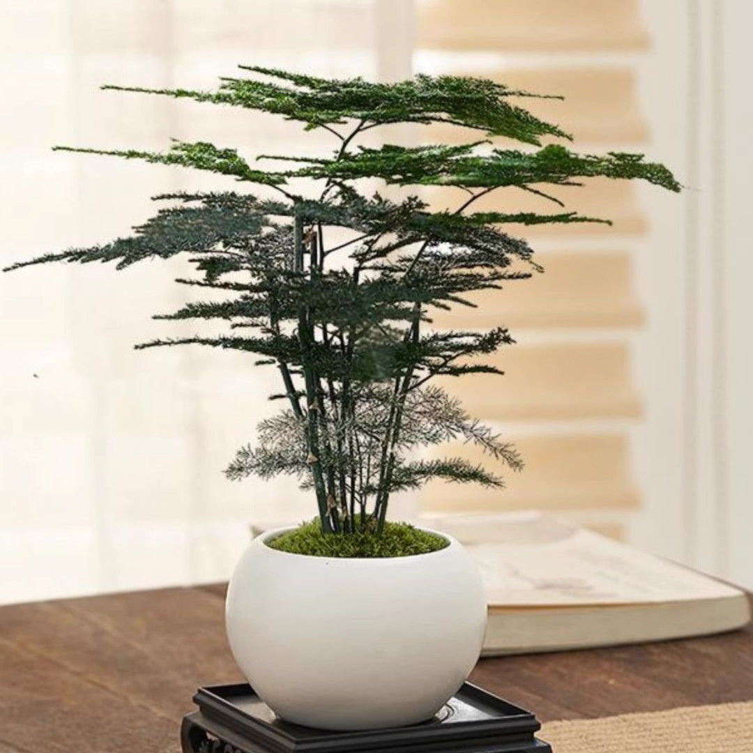 Miniatuur Bonsai Planten Decoratie