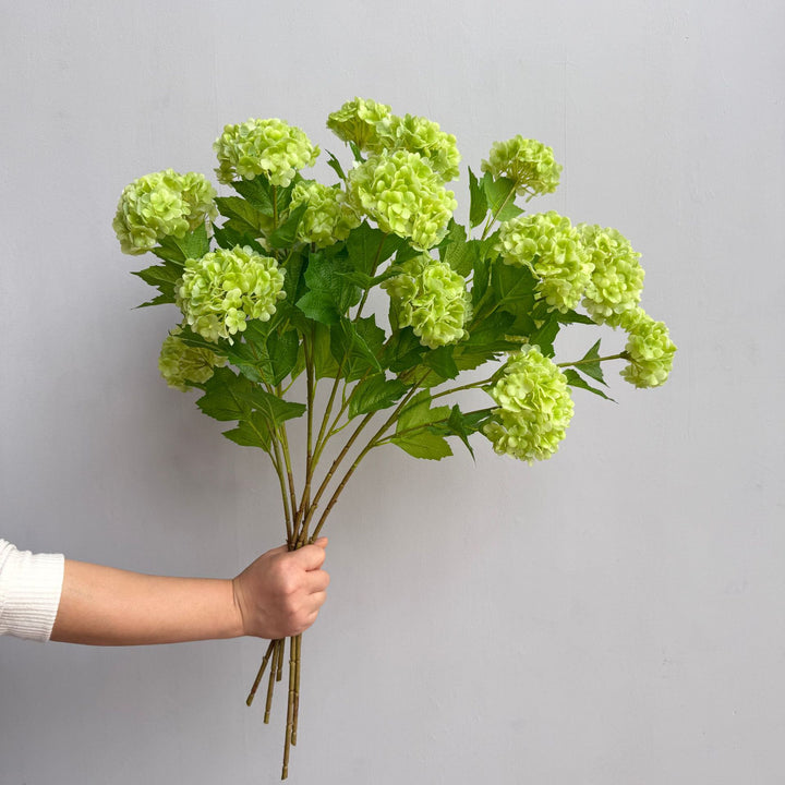 Decoratieve Hortensia Steel