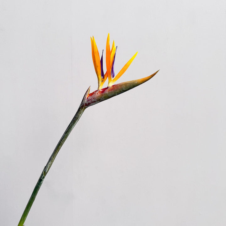 Decoratieve Bloemendisplay