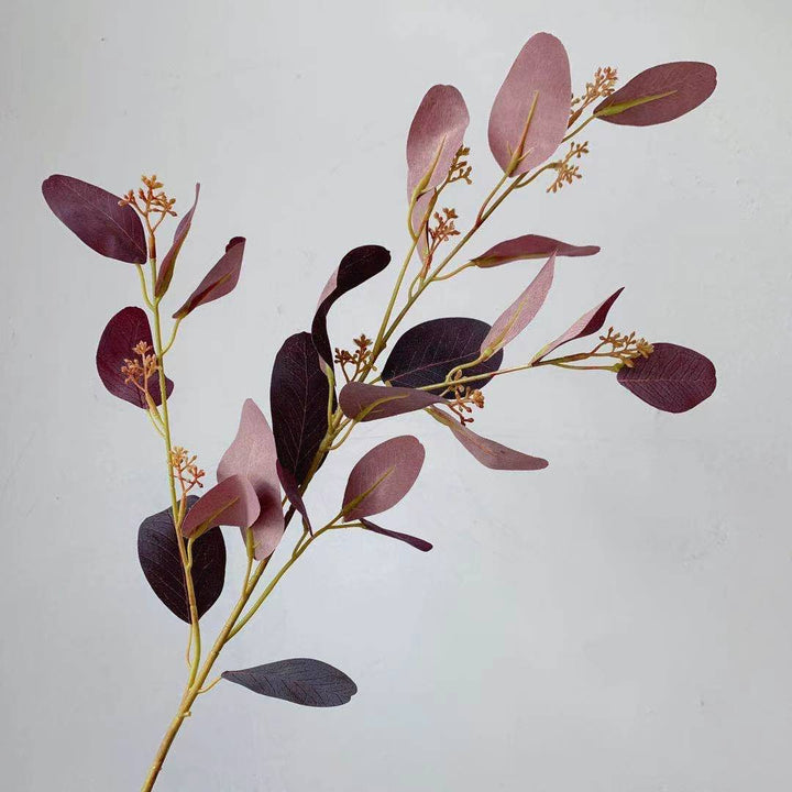 Natuurlijke Eucalyptus Tak