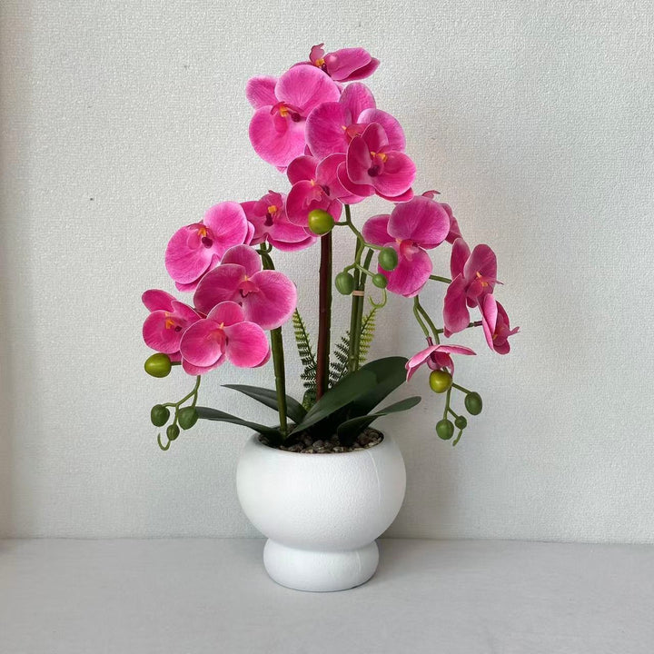 Elegante Nep-Orchidee Plant