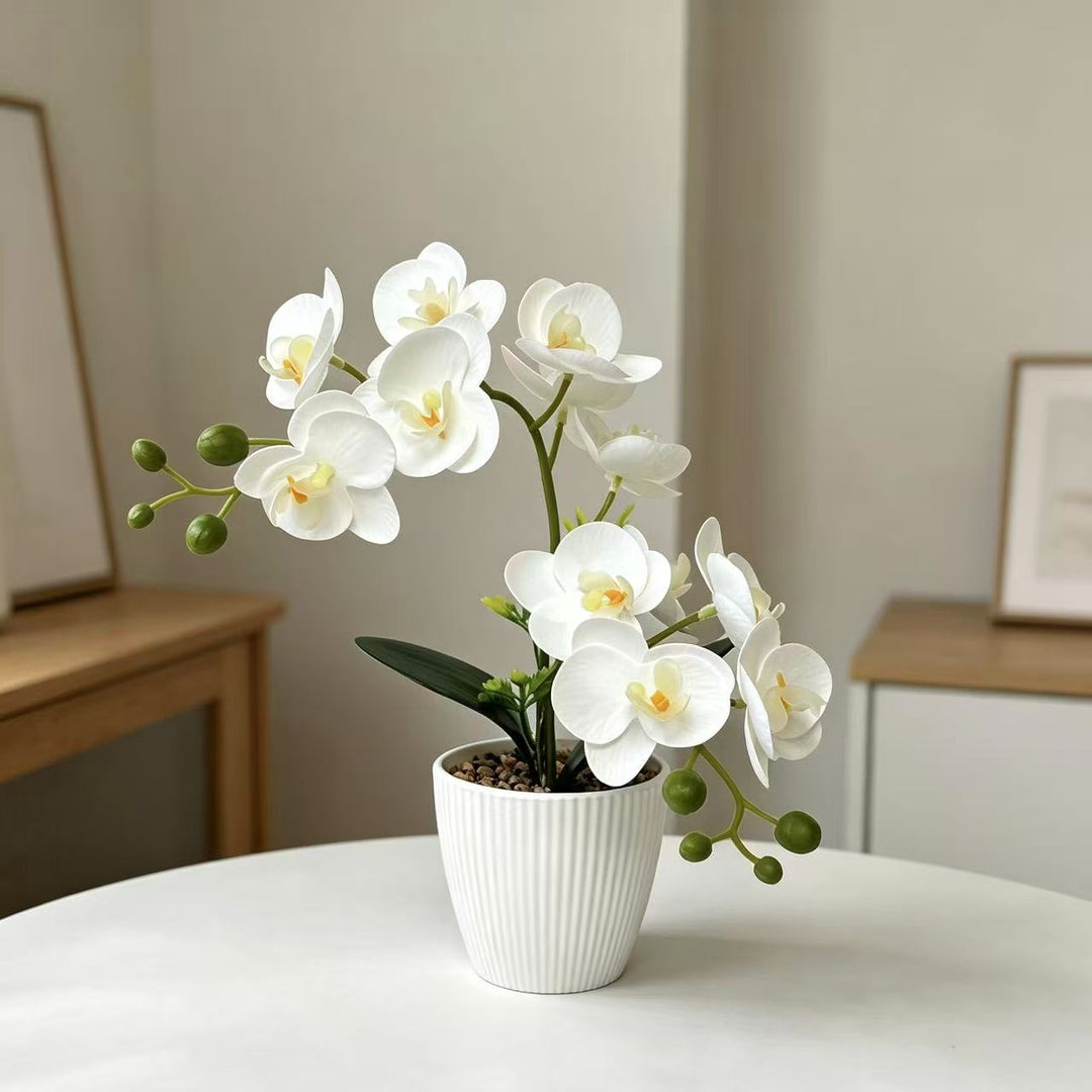 Decoratieve Nepphilanthusbloem Arrangement