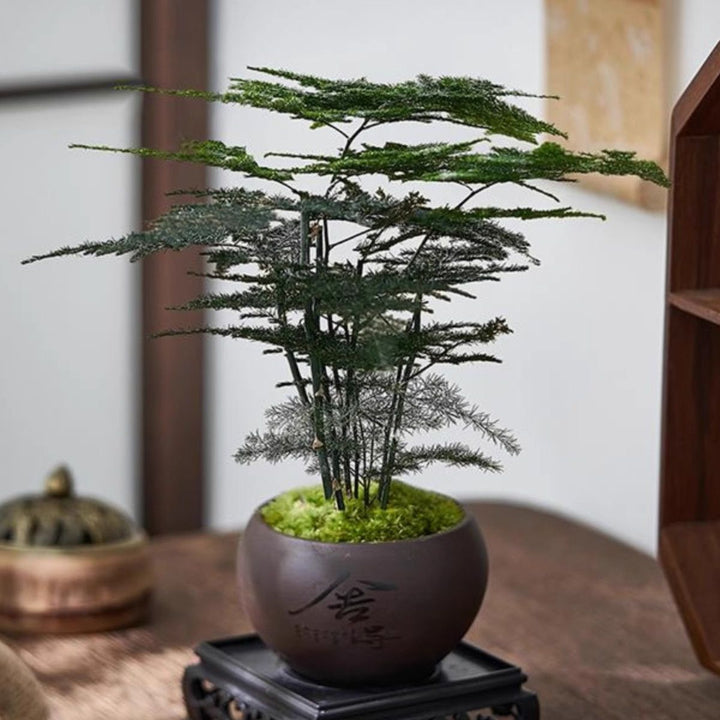 Miniatuur Bonsai Planten Decoratie