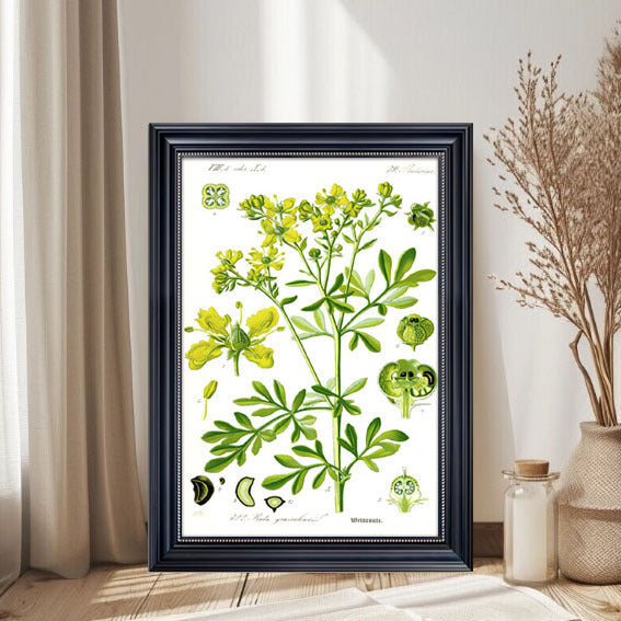 Botanische Kunstafdruk
