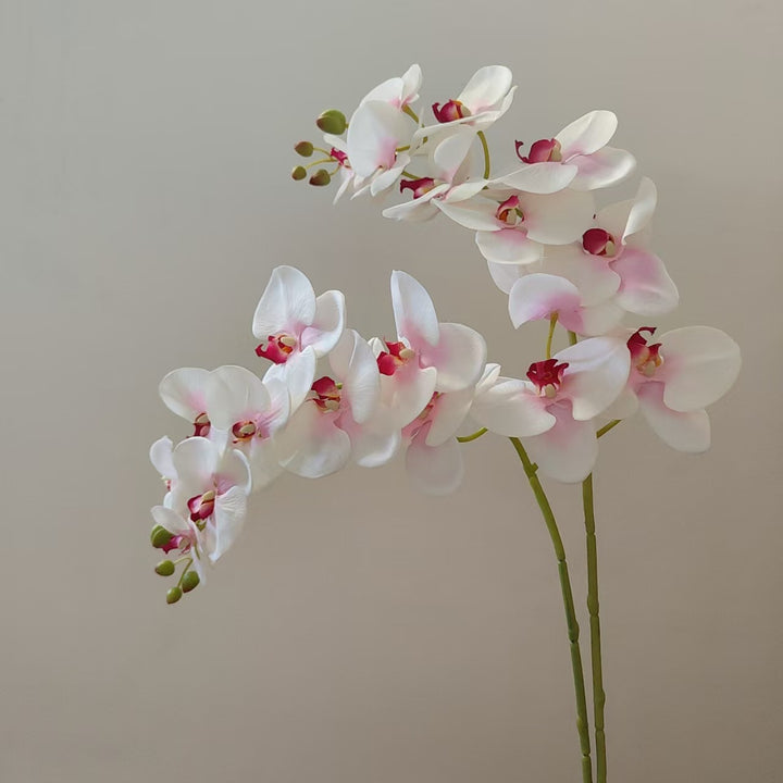 Elegante Orchidee Stam