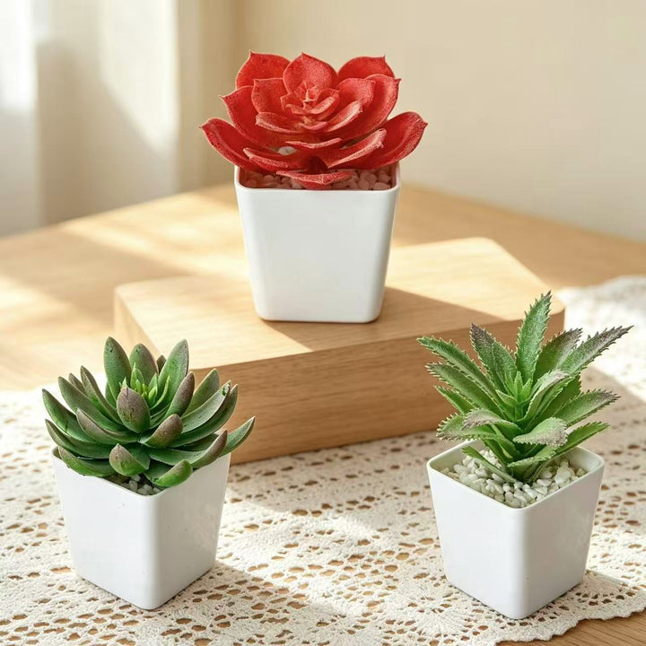 Succulente Planten Schikking