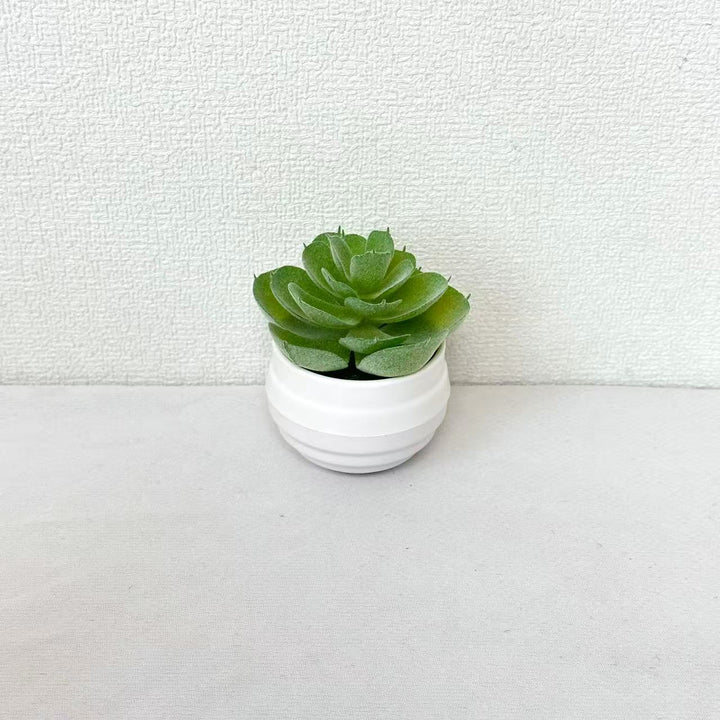 Levensechte Potplant Succulent
