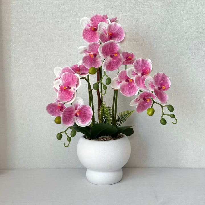 Elegante Nep-Orchidee Plant