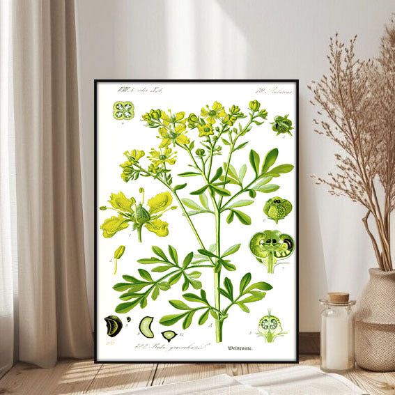 Botanische Kunstafdruk