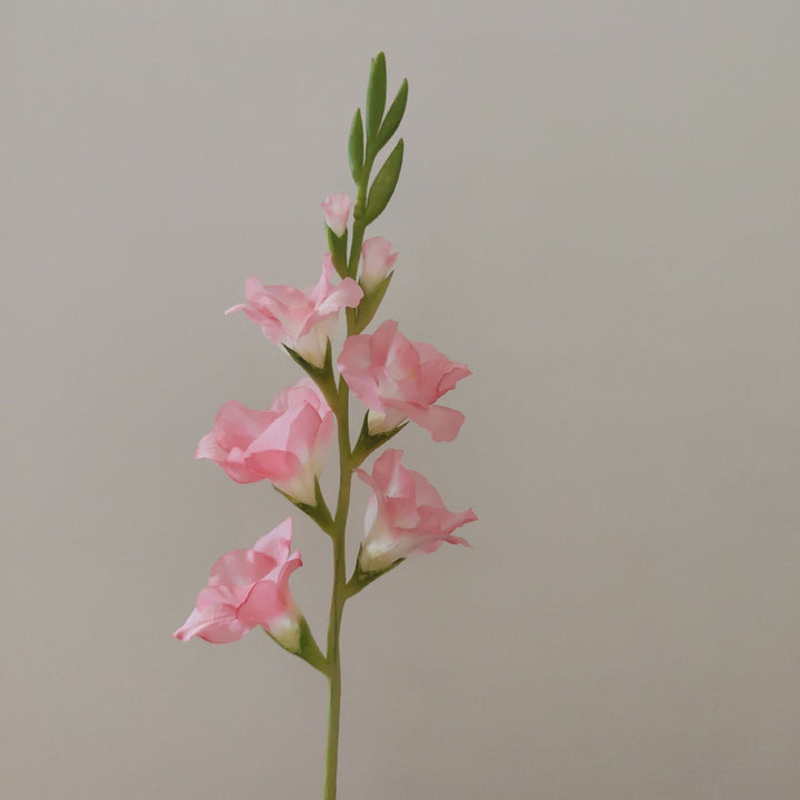 Orchid Bloemen Steel