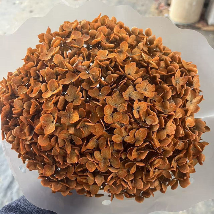 Drogede Bloemenbloemblaadjes