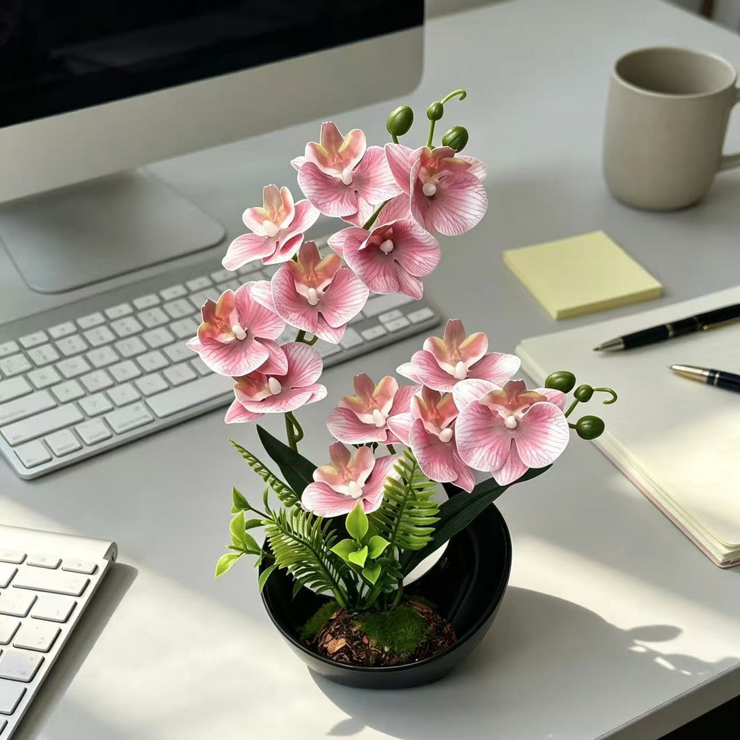 Levensechte Orchidee Bloemdisplay