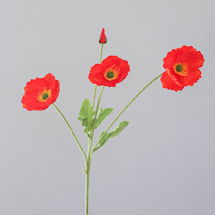 Levens echte Papaver Bloemen Stengel