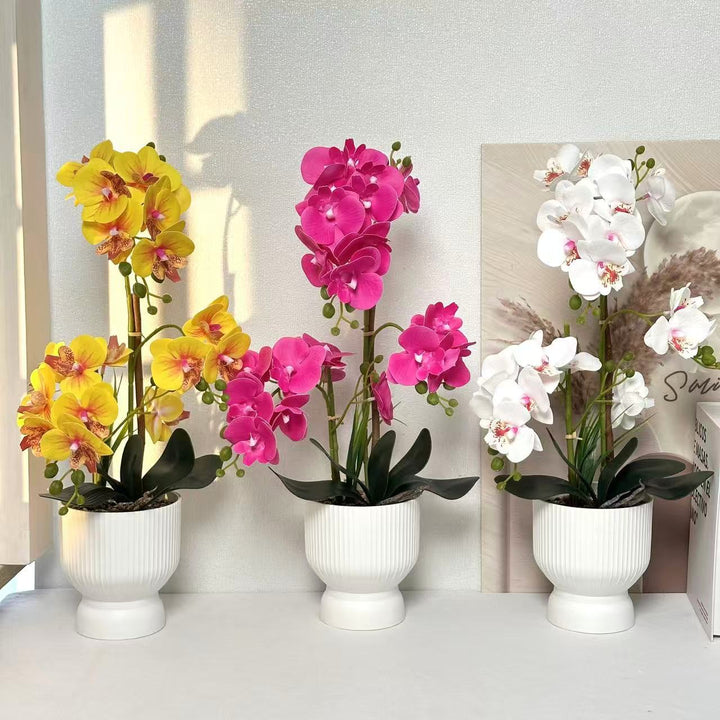 Decoratieve Orchidee Planten Arrangement 1790480695 voor Decor