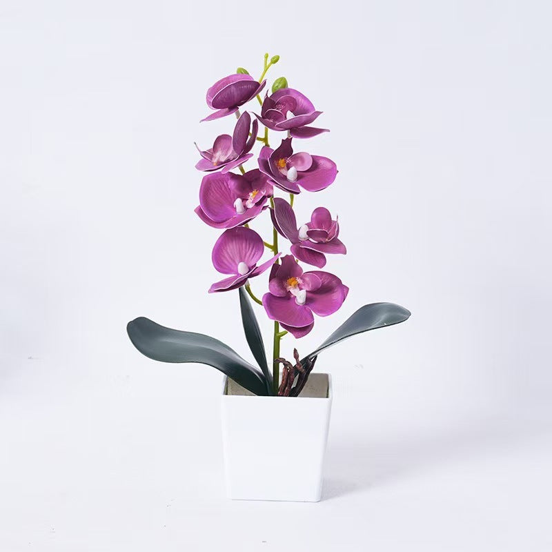 Elegante Orchidee Plant Decoratie