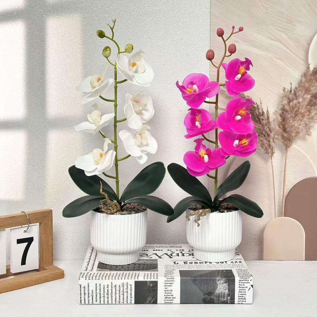 Stijlvolle Neporchidee Plant Arrangement