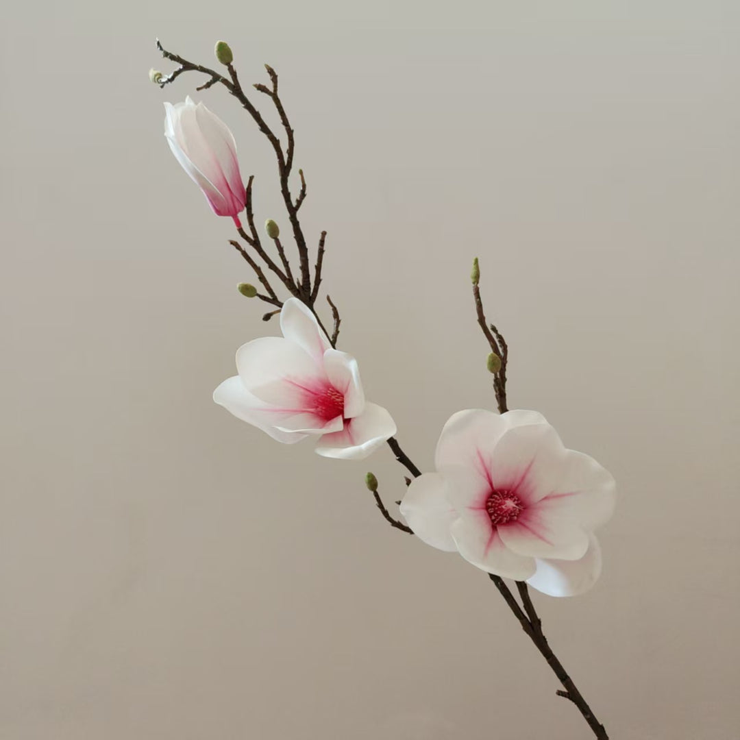 Elegante Magnolia Bloesem Stam