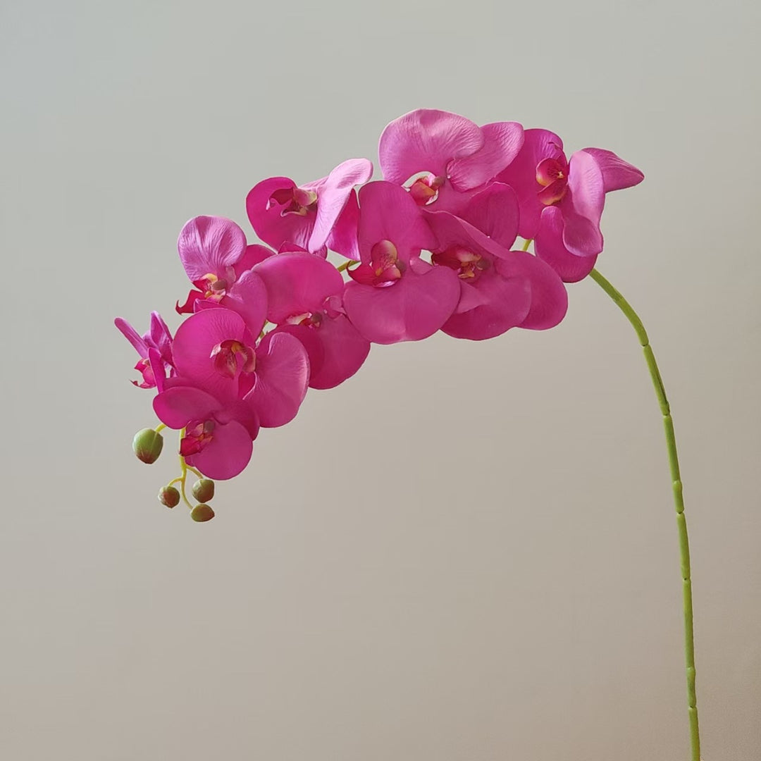 Elegante Orchidee Stam